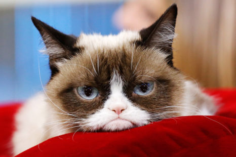 Sosyal Medya Fenomeni Grumpy Cat Hayatını Kaybetti