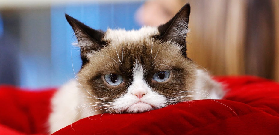 Sosyal Medya Fenomeni Grumpy Cat Hayatını Kaybetti