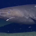 Antarktika Sularında Tarihi Keşif