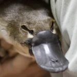 Ornitorenkler Şaşırtmaya Devam Ediyor