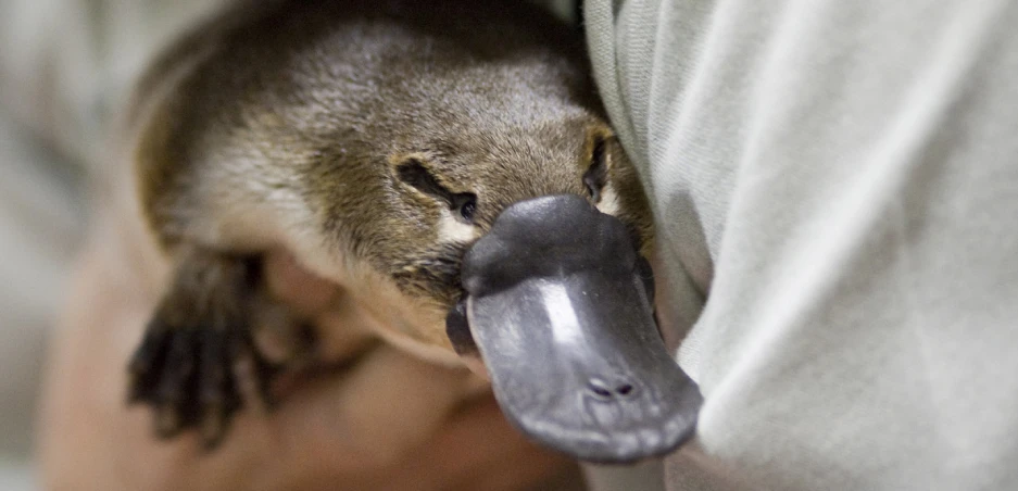 Ornitorenkler Şaşırtmaya Devam Ediyor